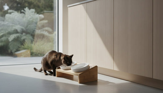 How to Set Up Your Cat Feeding Station for Success