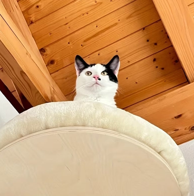 Wall Mounted Cat Nest Bed